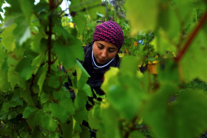Migrant workers pick grapes at Chapel Down Winery's Kit's Coty vineyard in Aylesford, Kent (image: REUTERS/Dylan Martinez)